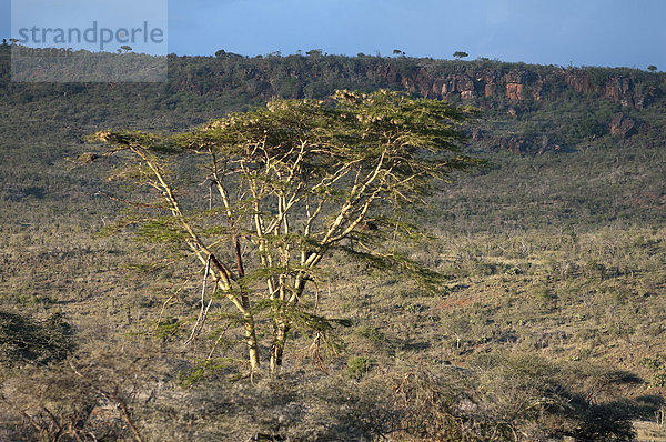 Gelbe Akazie (Fever Tree) (Acacia Xanthopholea)  Loisaba Wildnis Conservancy  Laikipia  Kenia  Ostafrika  Afrika