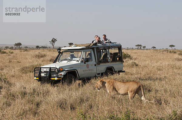 Löwe (Panthera Leo)  Masai Mara  Kenia  Ostafrika  Afrika