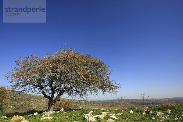 Eiche von Bet Keshet Panoramastraße  unteren Galiläa  Israel  Naher Osten