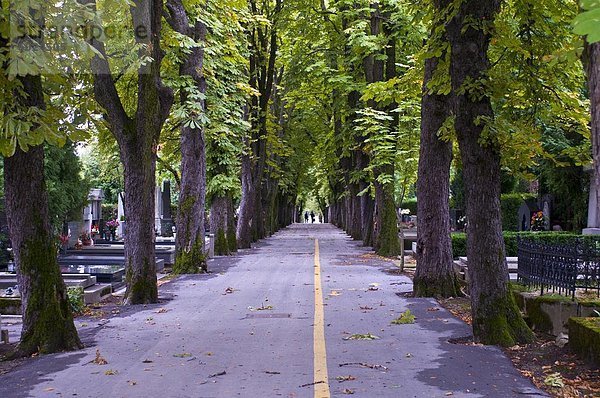 Avenue durch einen Friedhof in Zagreb  Kroatien  Europa