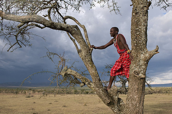 Suche für Wildtiere  Masai Mara  Kenia  Ostafrika  Afrika Massai