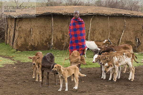 Masai mit seinem Vieh  Masai Mara  Kenia  Ostafrika  Afrika