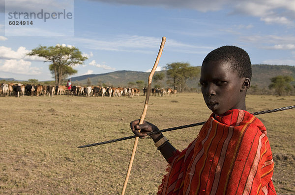 Masai Junge mit Vieh  Masai Mara  Kenia  Ostafrika  Afrika