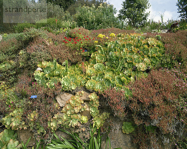 Abbey Gardens  Tresco  Inseln von Scilly  Vereinigtes Königreich  Europa