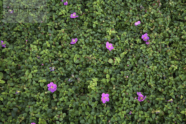 Melastoma Malabathricum (indisches Rhododendron)  verwendet in der ayurvedischen Medizin in Indien  Asien
