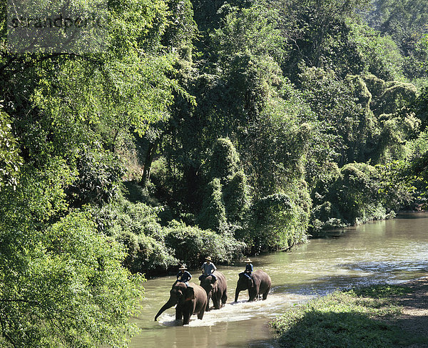 Elefanten in den Wald  Chiang Mai  Thailand  Südostasien  Asien