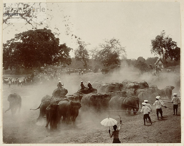 Phtoograph der königlichen Elefanten jagen in Ayutthaya um 1890  Thailand  Südostasien  Asien