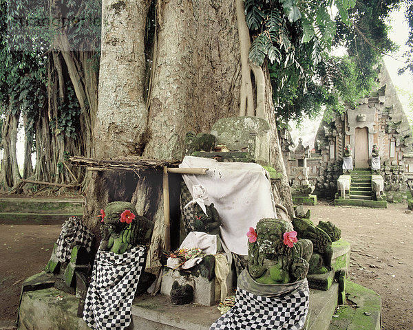 Altar an der Basis der Kepuh Baum vor einem Tempel von Durga in Bali  Indonesien  Südostasien  Asien