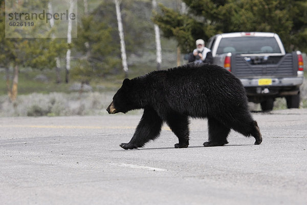 Nordamerikanischer Schwarzbär Kreuzung Straße  Yellowstone Nationalpark  Wyoming  Vereinigte Staaten von Amerika  Nordamerika