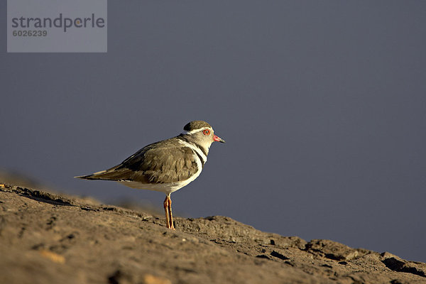 Drei-gebändert-Regenpfeifer (Charadrius Tricollaris)  Pilanesberg National Park  Südafrika  Afrika