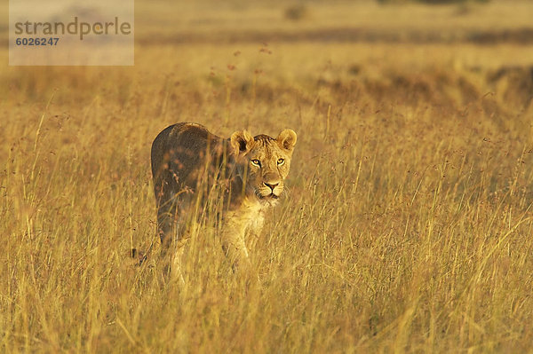 Löwin (Panthera Leo) zu Fuß durch hohes Gras  Masai Mara National Reserve  Kenia  Ostafrika  Afrika