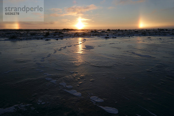 Sun Hunde  Eisbär verfolgt  Churchill  Hudson Bay  Manitoba  Kanada  Nordamerika