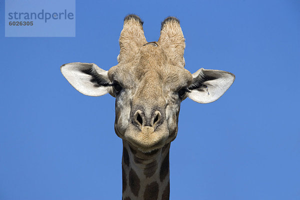 Giraffe (Giraffa Camelopardalis)  Kgalagadi-Transfrontier-Nationalpark  Northern Cape  Südafrika  Afrika