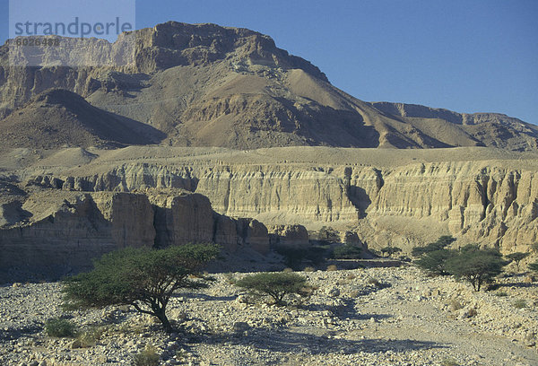 Zeigen Sie mit typischen Wüste Bäume und Felsen  Wadi Zehelim  Judean Wüste  Israel  Naher Osten an
