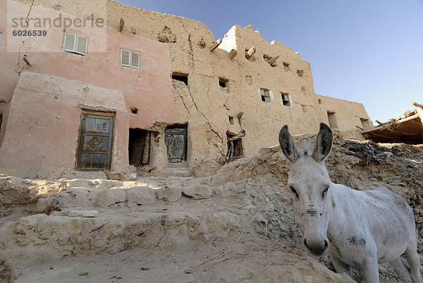 Alte Stadt Schali  Oase Siwa  Ägypten  Nordafrika  Afrika