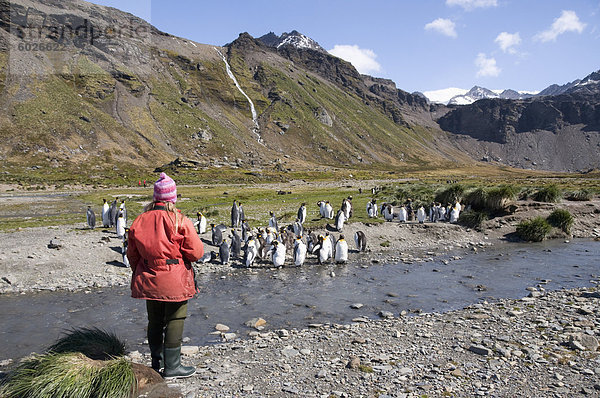 King Pinguine  Moltke Harbour  Royal Bay  Südgeorgien  Süd-Atlantik