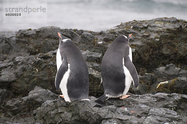 Gentoo Pinguine  Hannah Point  Livingstone Island  South Shetland Islands  Polarregionen