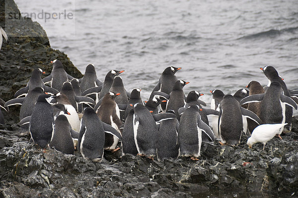Gentoo Pinguine  Hannah Point  Livingstone Island  South Shetland Islands  Polarregionen