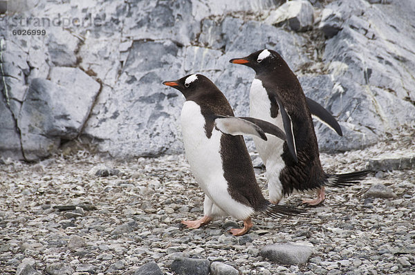 Gentoo Pinguine  Cuverville Island  Antarktische Halbinsel  Antarktis  Polarregionen