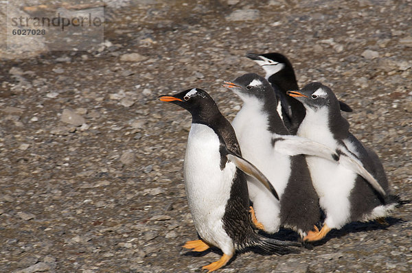 Gentoo Pinguine  Gourdin Island  Antarktische Halbinsel  Antarktis  Polarregionen
