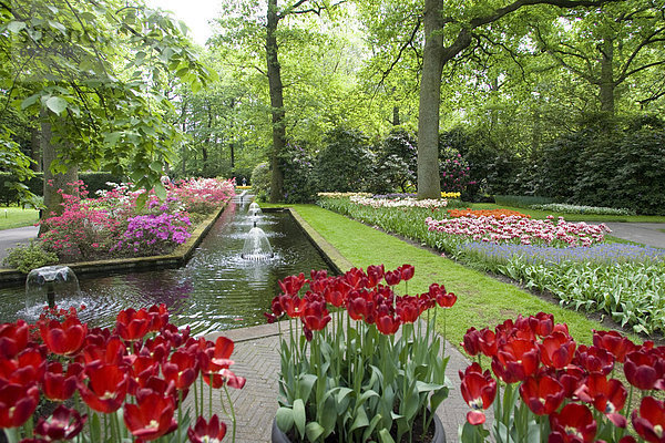 Keukenhof Gärten  Holland  Europa