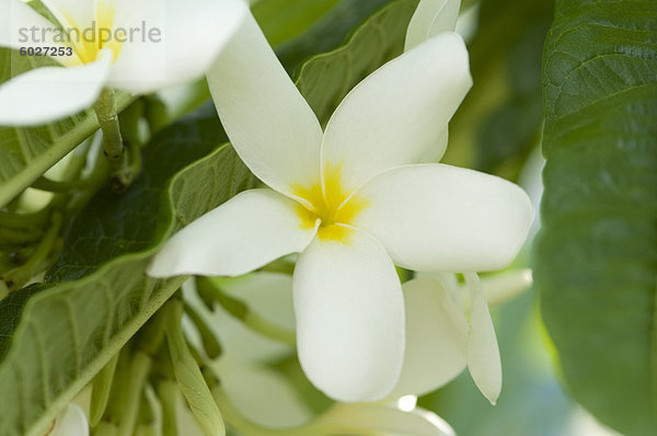 Gelbe und weiße Frangipani  Harbour Island  Bahamas  Karibik  Mittelamerika