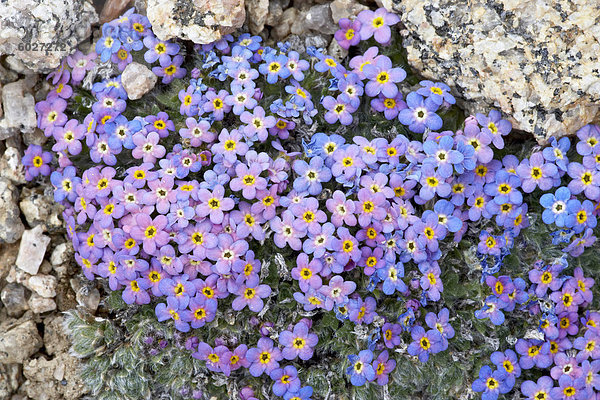 Alpine Vergissmeinnicht (Eritrichium Nanum)  Mount Evans  Colorado  Vereinigte Staaten von Amerika  Nordamerika