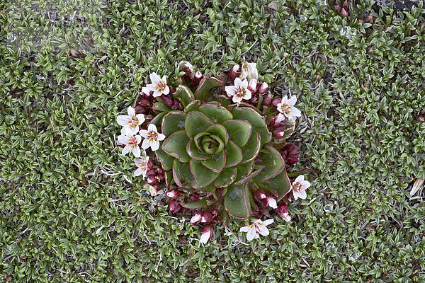 Alpine Springbeauty (C. Megarhiza)  Mount Evans  Colorado  Vereinigte Staaten von Amerika  Nordamerika