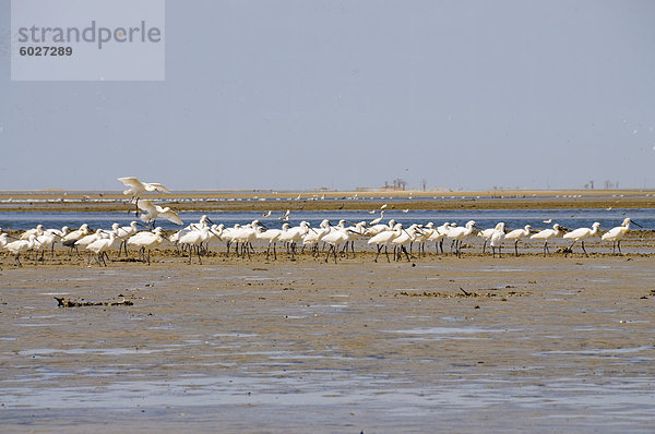 Löffelreiher  Sine-Saloum Delta  Senegal  Westafrika  Afrika