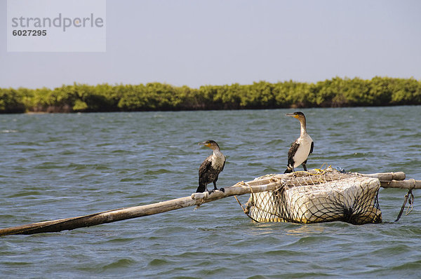 Kormorane  Sine-Saloum Delta  Senegal  Westafrika  Afrika