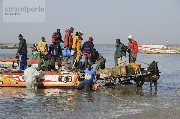 Entladen Fischerboote (Pirogen)  Mbour Fischmarkt  Mbour  Senegal  Westafrika  Afrika