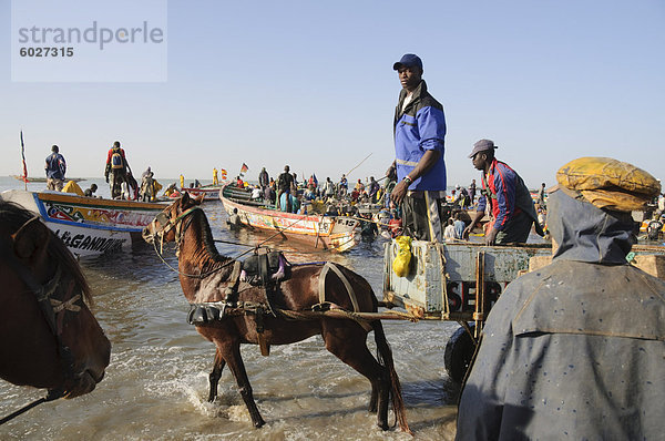 Entladen Fischerboote (Pirogen)  Mbour Fischmarkt  Mbour  Senegal  Westafrika  Afrika