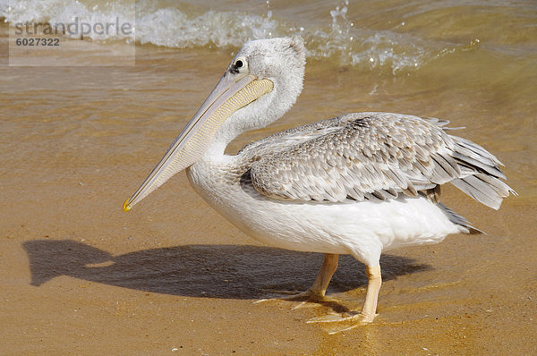 Pelikane am Strand von Saly  Senegal  Westafrika  Afrika