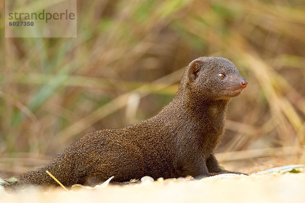 Zwergmanguste (Helogale parvula)  Kruger-Nationalpark  Südafrika  Afrika