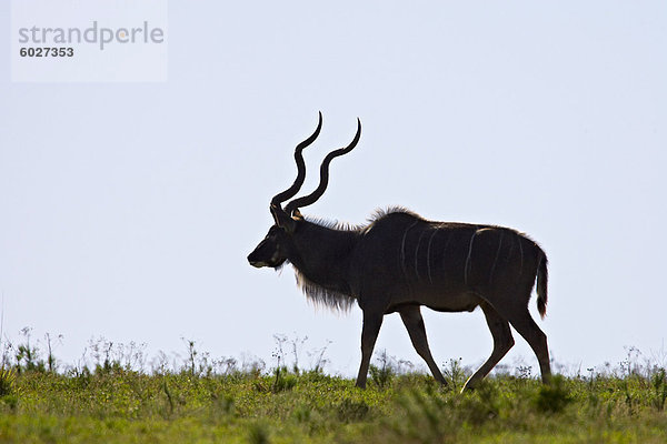 Große Kudu (Tragelaphus Strepsiceros) silhouetted  Addo Elephant National Park  Südafrika  Afrika