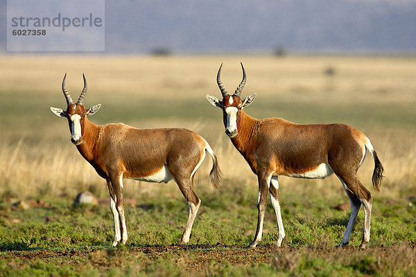 Zwei Blessböcke (Damaliscus Pygargus Phillipsi)  Mountain-Zebra-Nationalpark  Südafrika  Afrika