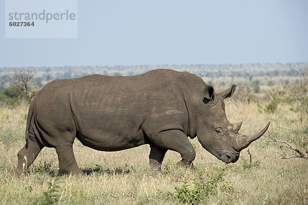 Weißes Nashorn (Ceratotherium Simum)  Krüger Nationalpark  Südafrika  Afrika