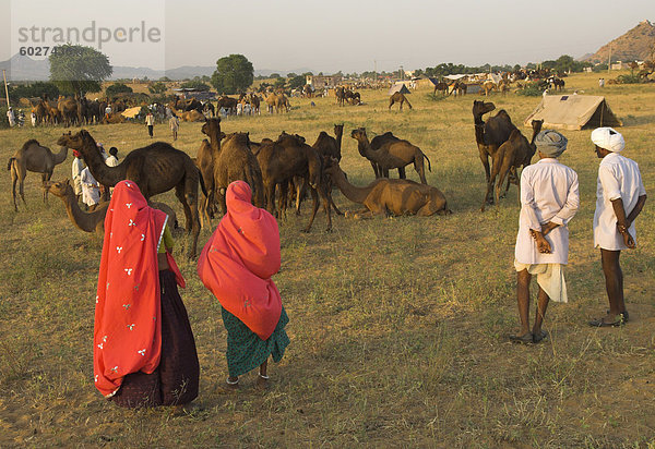 Camel und Vieh fair für halb-nomadischen Stämmen  Pushkar Mela  Pushkar  Rajasthan Zustand  Indien  Asien