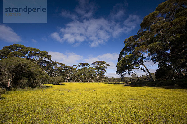 Blumen auf der Wiese  Flinders Chase Nationalpark  Kangaroo Island  South Australia  Australien  Pazifik