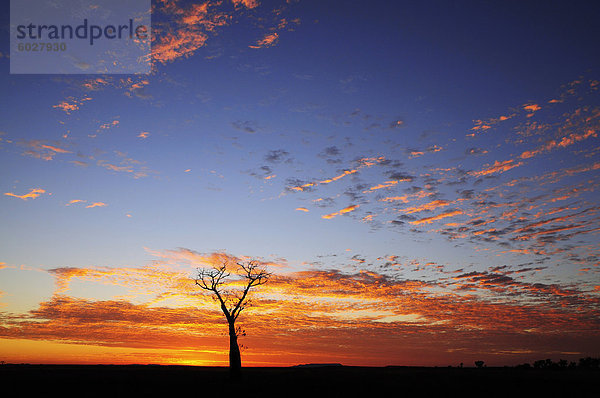 Boab Baum bei Sonnenaufgang  Kimberley  Western Australia  Australien  Pazifik