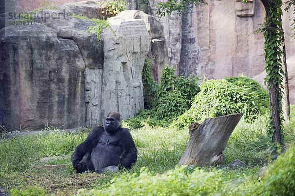 Ein Gorilla am Pekinger Zoo  Peking  China  Asien