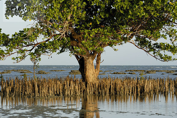 Mangroven  Sand Island  Tansania  Ostafrika  Afrika