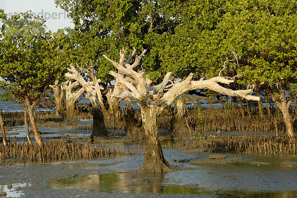 Mangroven  Sand Island  Tansania  Ostafrika  Afrika