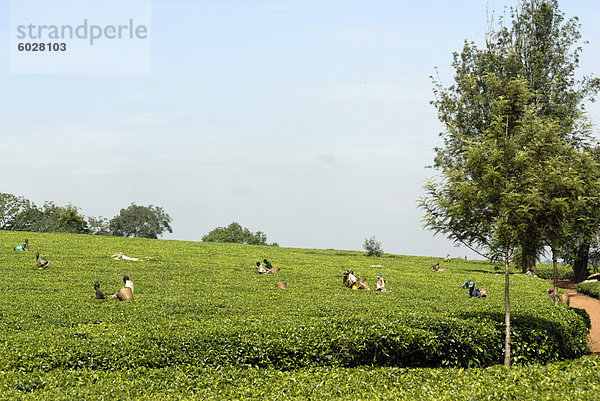 Tee Immobilien  Ruwenzori-Gebirge Tea Estate  Uganda  Ostafrika  Afrika