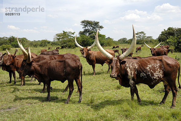 Ankole Kühe  Uganda  Ostafrika  Afrika