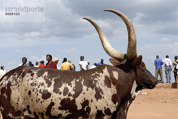 Ankole Kuh  Kampala  Uganda  Ostafrika  Afrika