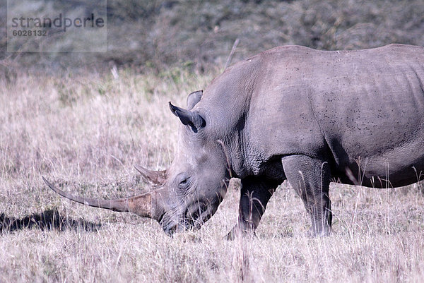 Nashorn  Lake Nakuru Nationalpark  Kenia  Ostafrika  Afrika