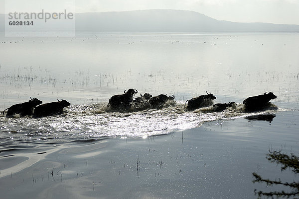 Lake Nakuru Nationalpark  Kenia  Ostafrika  Afrika