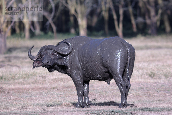 Lake Nakuru Nationalpark  Kenia  Ostafrika  Afrika