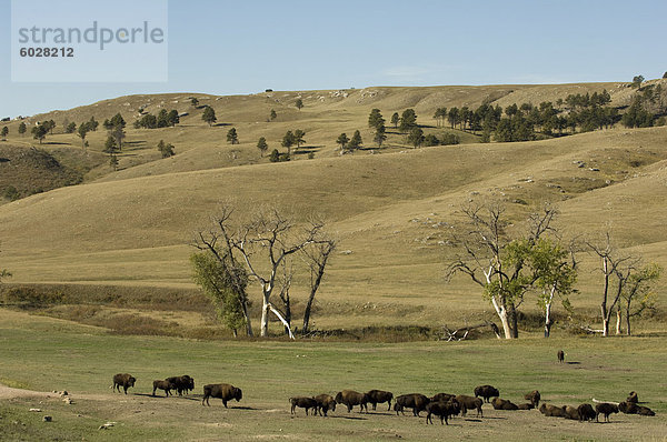 Bison Herde  Custer State Park  Black Hills  South Dakota  Vereinigte Staaten von Amerika  Nordamerika